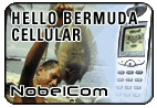 Hello Bermuda - Cell